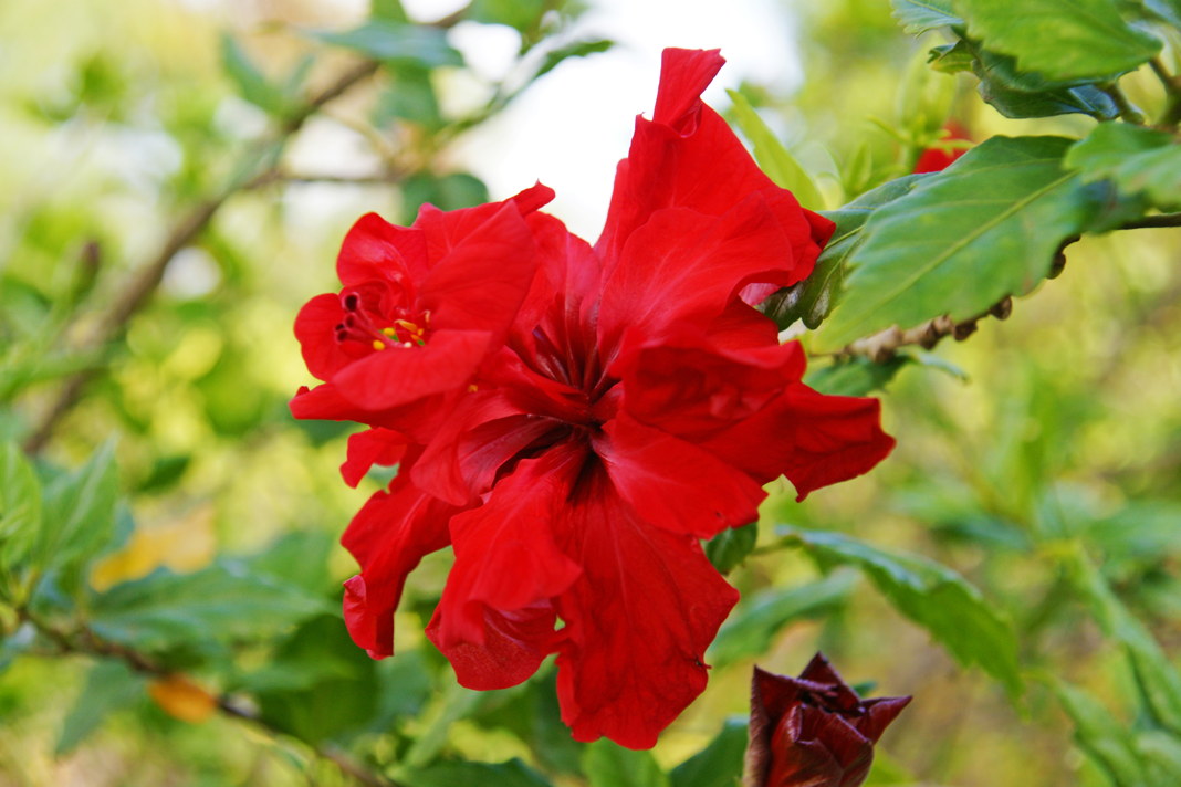 Hibiscus rosa-sinensis is native to East Asia.
