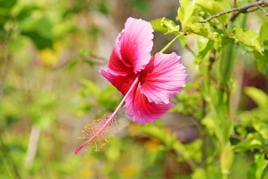 A pink Hibiscus in profile, showing the stamens.