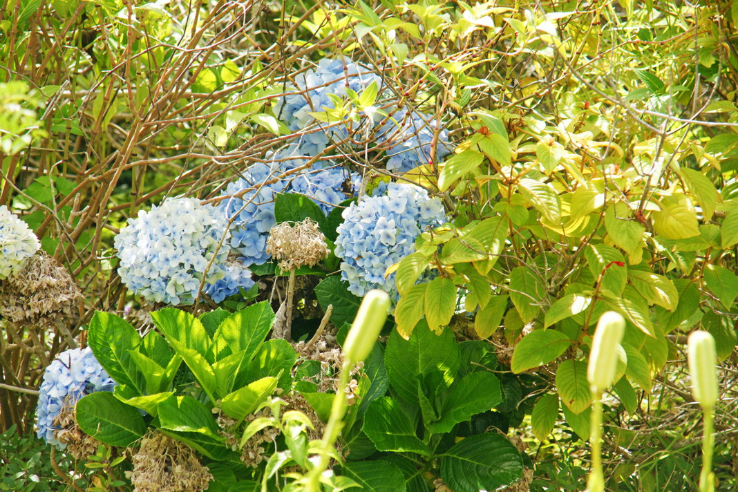 Hydrangea, also called Hortensia, grow flowerheads at the end of their stems.