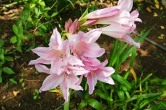 Amaryllis belladonna, native to South Africa.