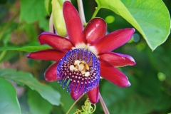 The giant granadilla, endemic to the Neotropics.