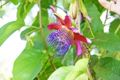 The giant granadilla in profile.