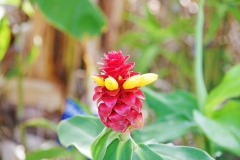 The flower of ginger.