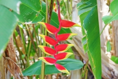 Heliconia rostrata is known as hanging lobster claw or false bird of paradise.