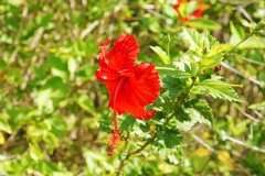 Hibiscus rosa-sinensis in profile, showing the stamens.