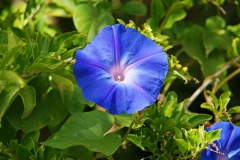 Morning glories unravel into full bloom in the early morning.