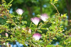 The Persian silk tree, also called Albizia julibrissin, was named after Italian nobleman Filippo degli Albizzi.