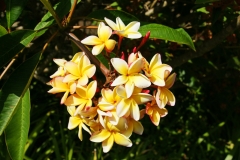 Plumaria, a member of the dogbane family.