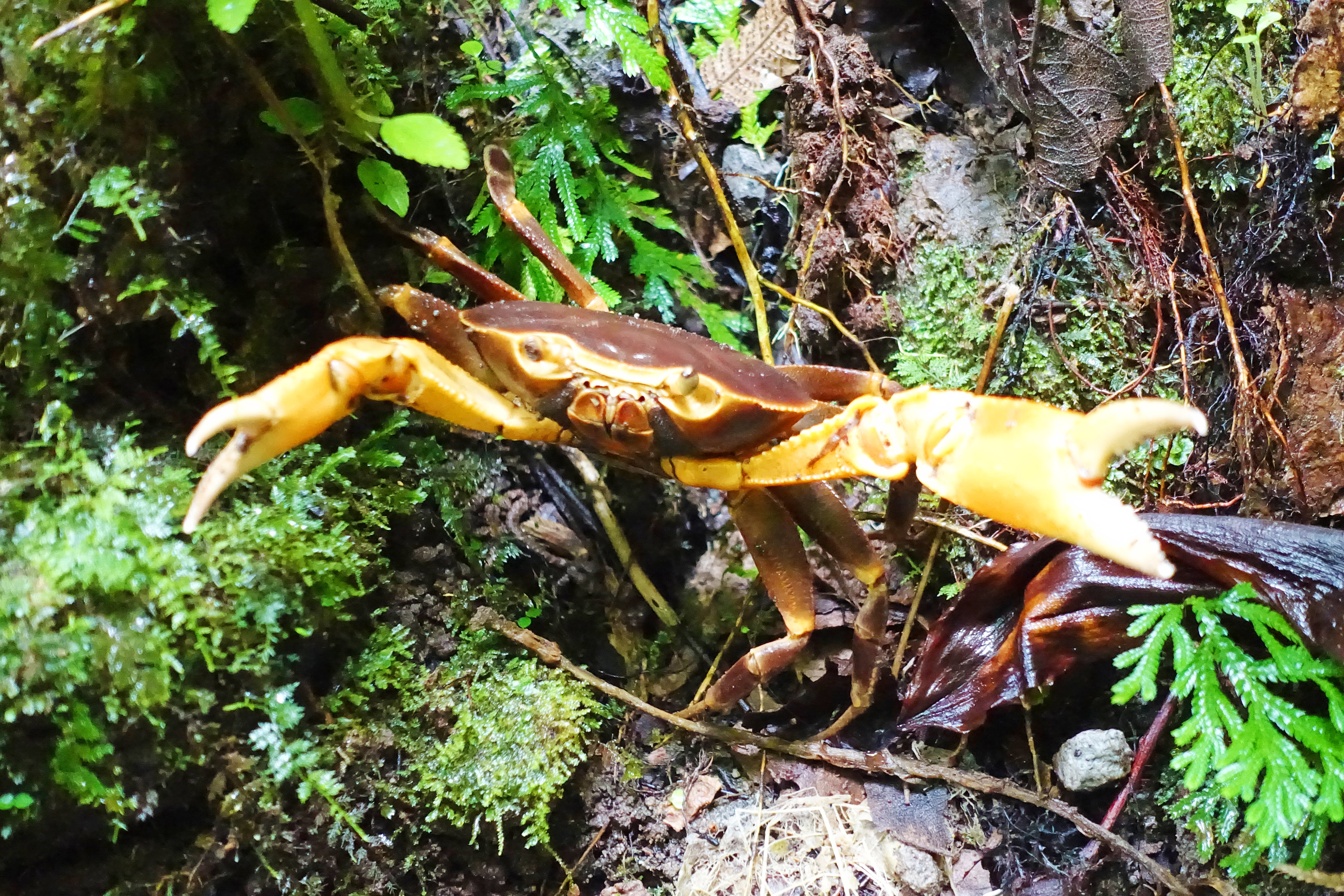 Dominica-Cyrique-crab