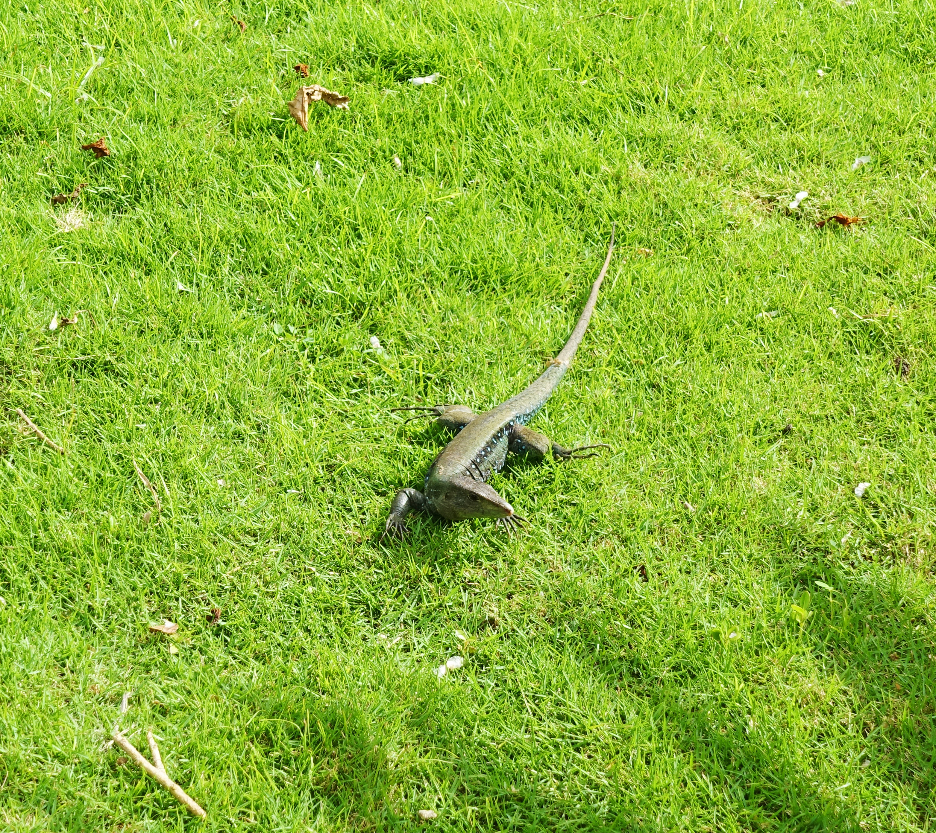 Dominica-Dominican-ground-lizard