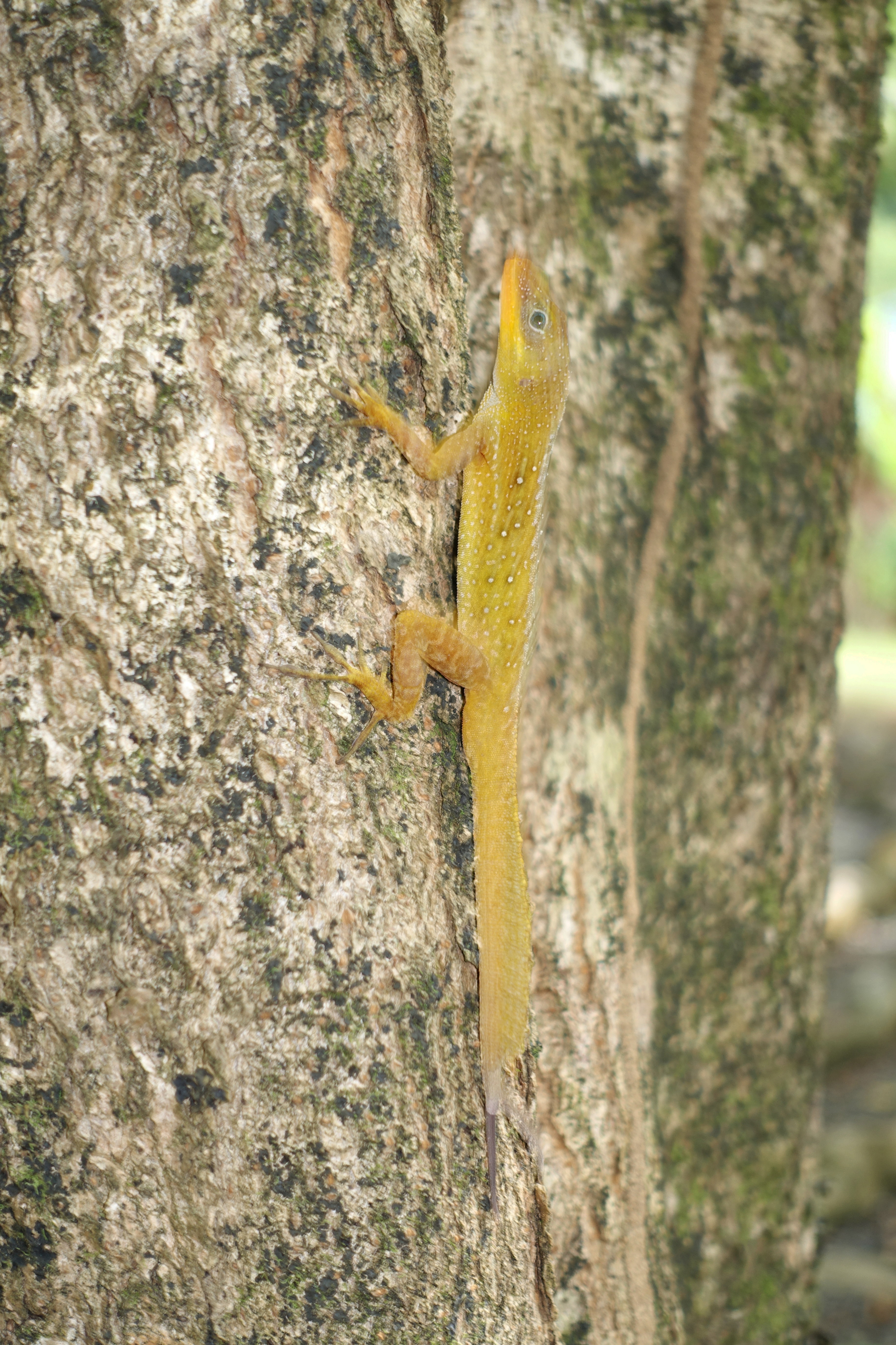 Dominica-Puerto-Rican-crested-anole02