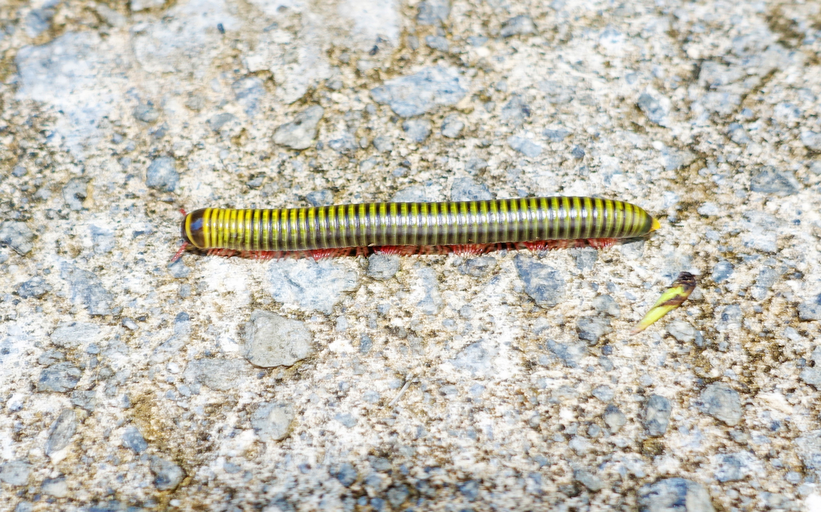 Dominica-Yellow-banded-millipede01