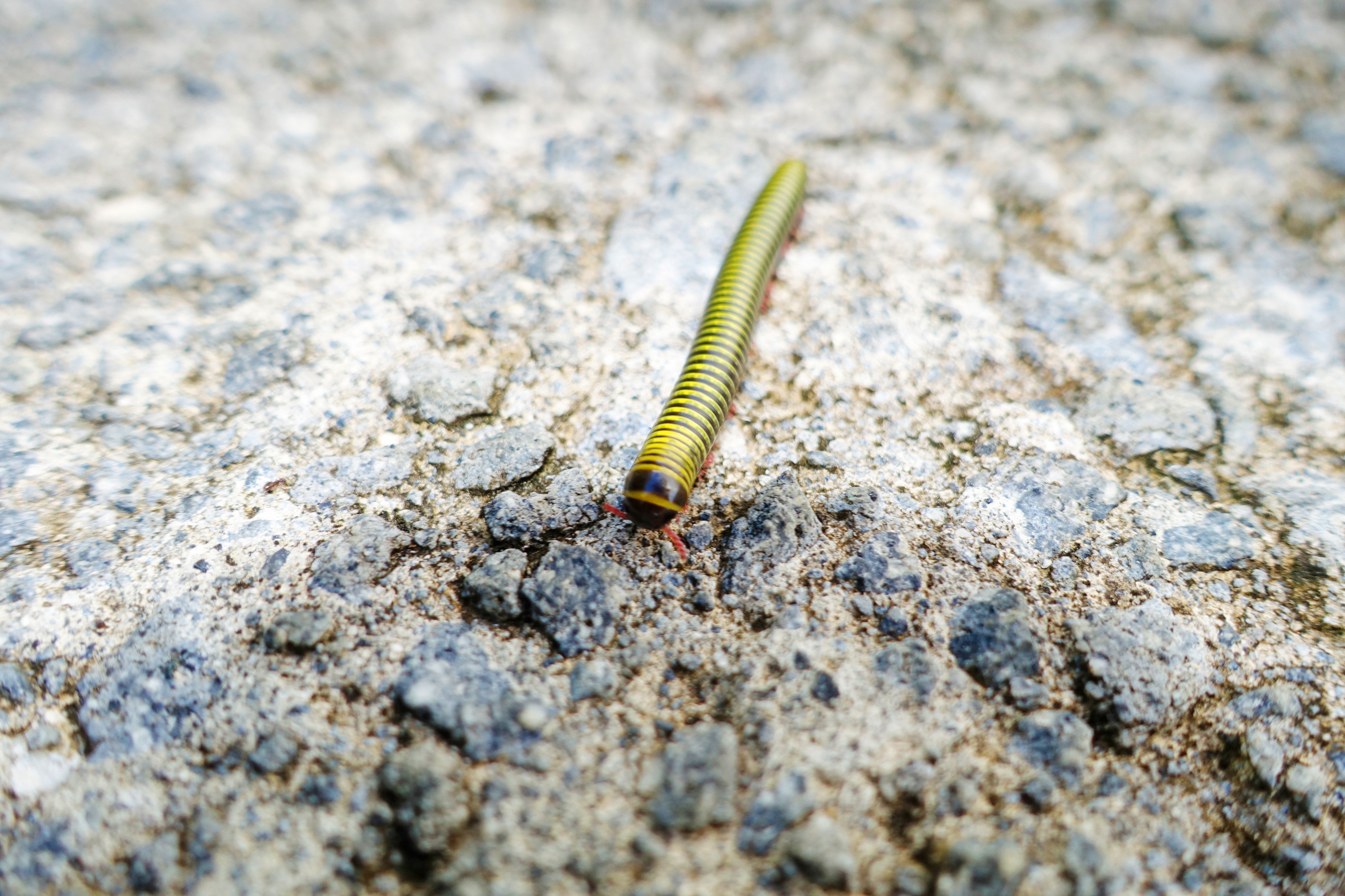 Dominica-Yellow-banded-millipede02