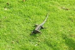 Dominica-Dominican-ground-lizard