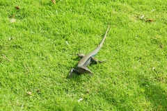 Dominica-Dominican-ground-lizard