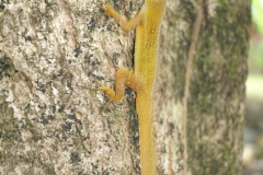 Dominica-Puerto-Rican-crested-anole02