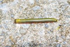 Dominica-Yellow-banded-millipede01