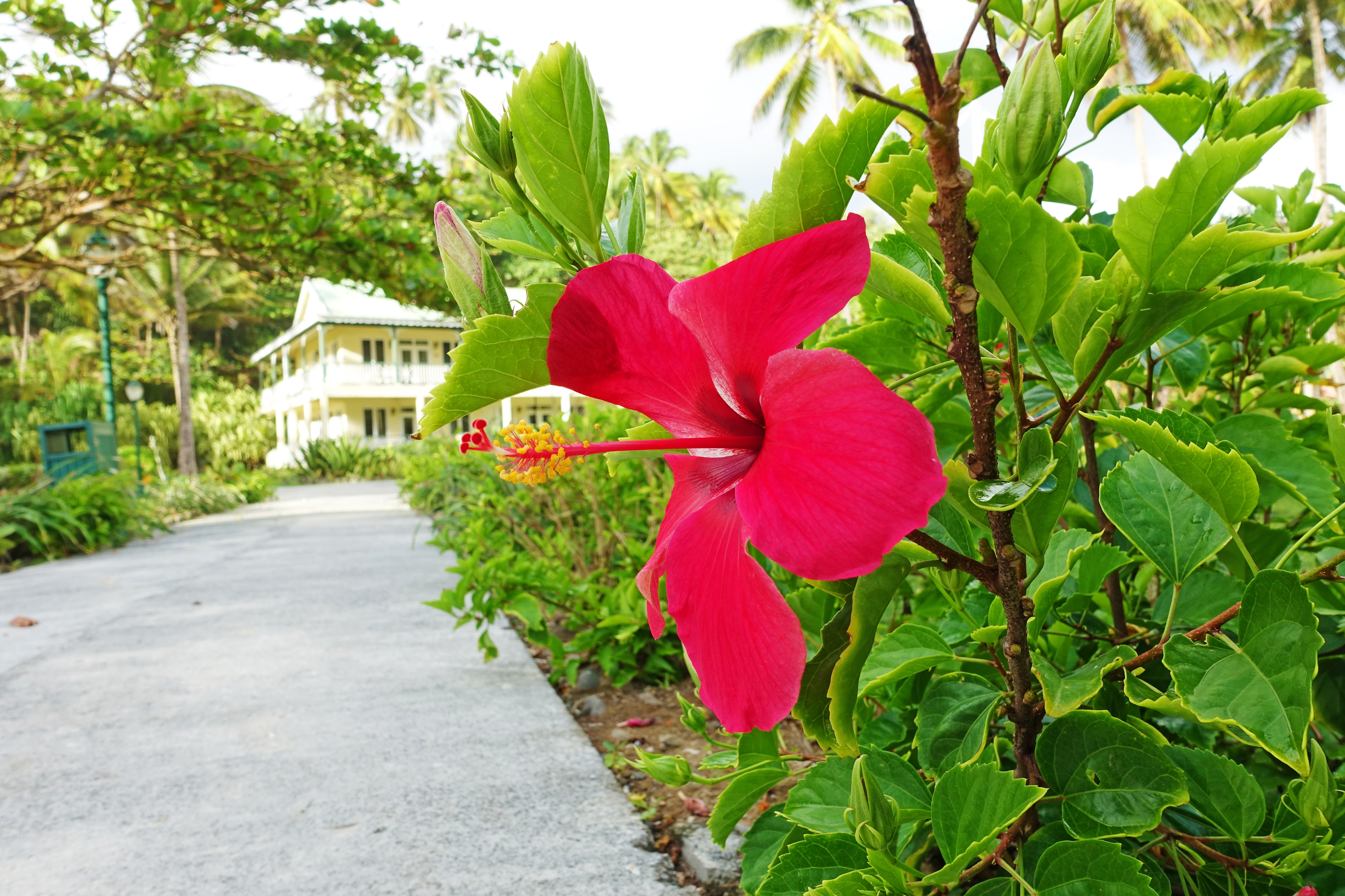 Dominica-Hibiscus01