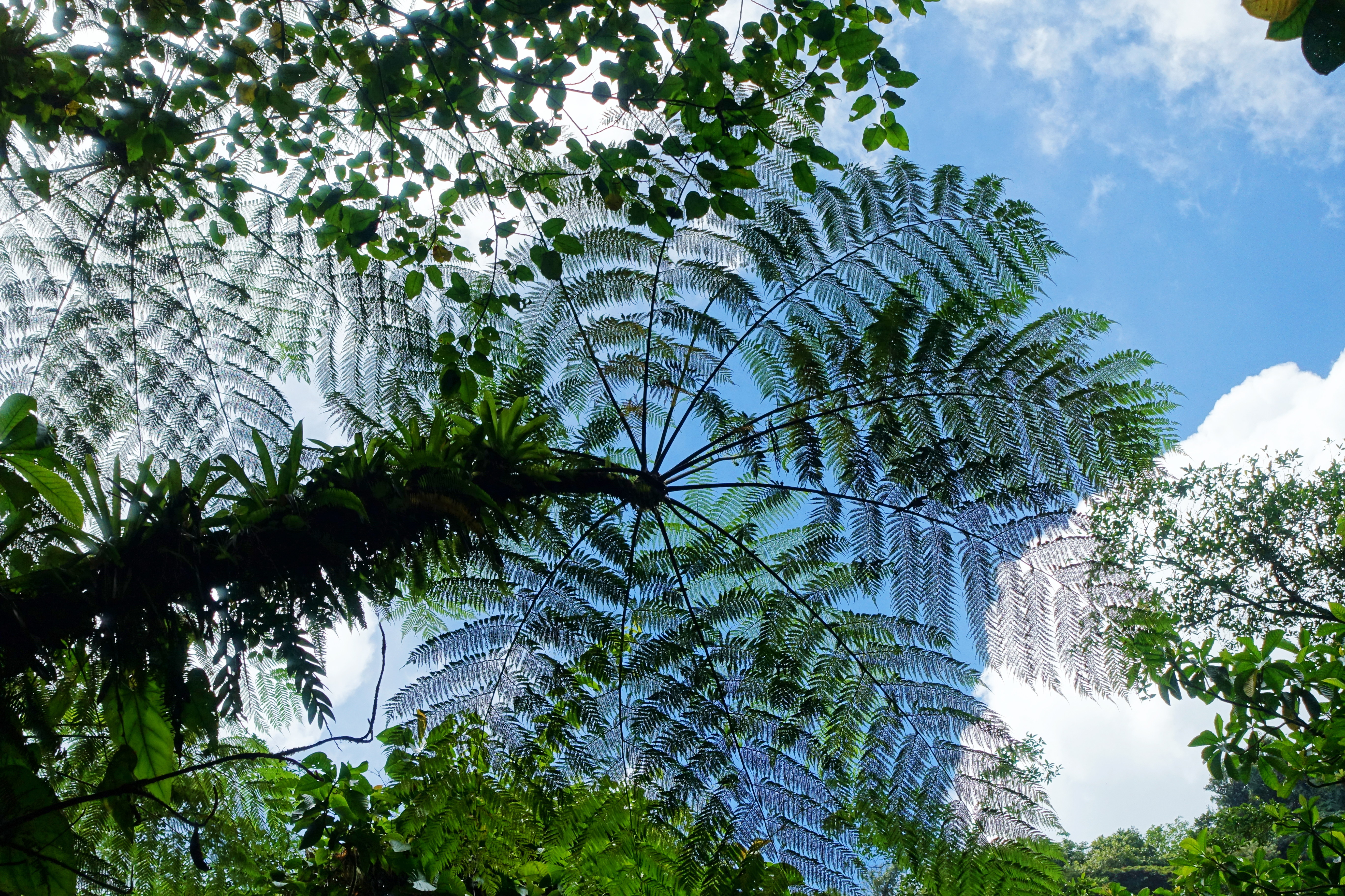 Dominica-Tree-fern