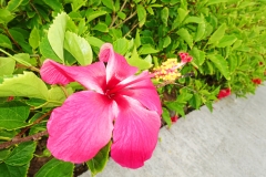 Dominica-Hibiscus02