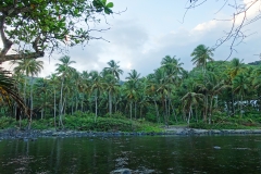 Dominica-Palm-forest