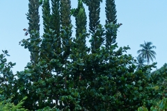 Dominica-Trees