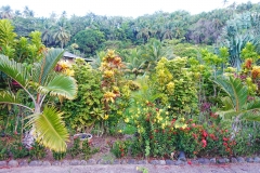 Dominica-Tropical-forest