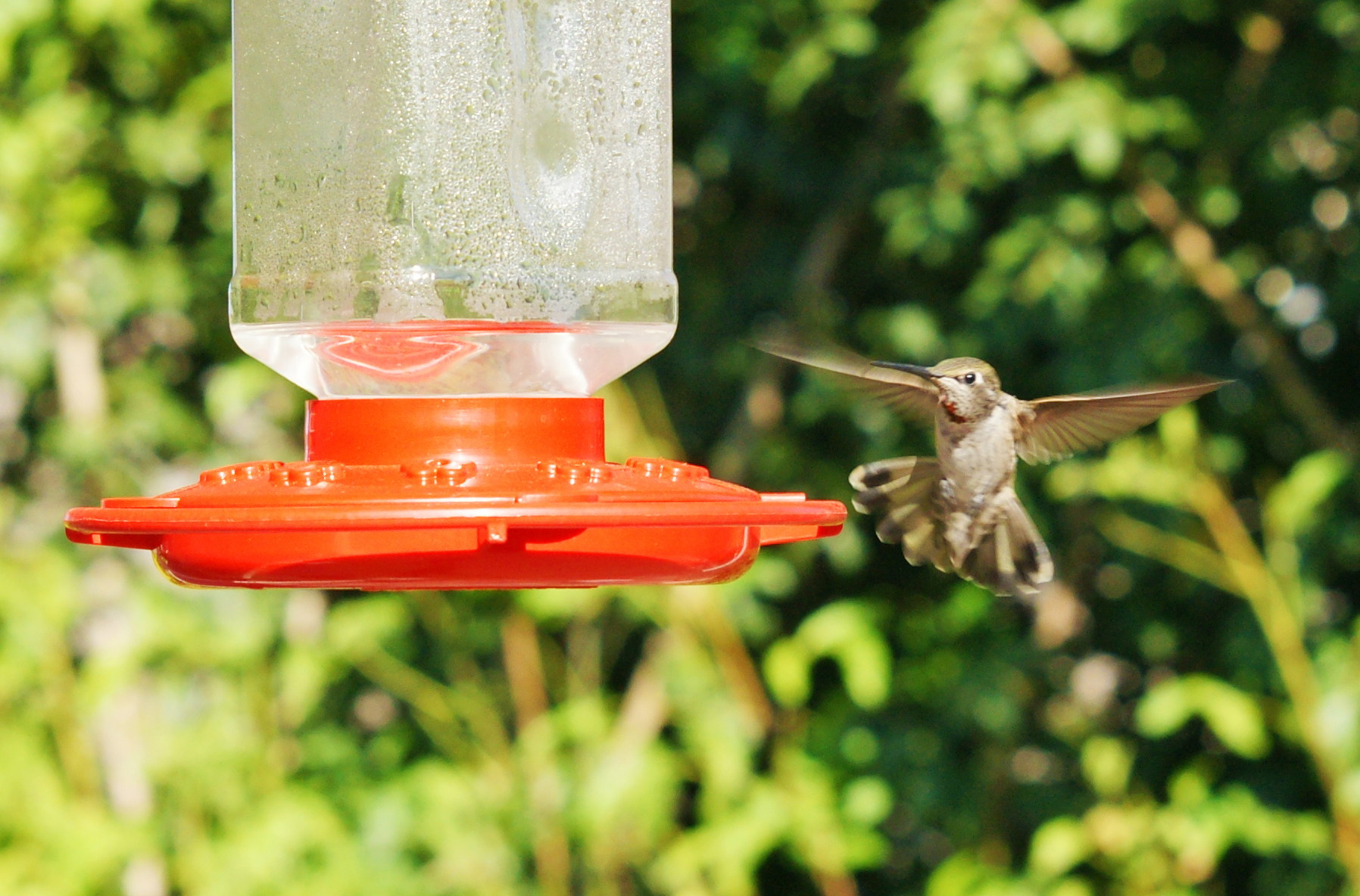 HummingbirdGallery08