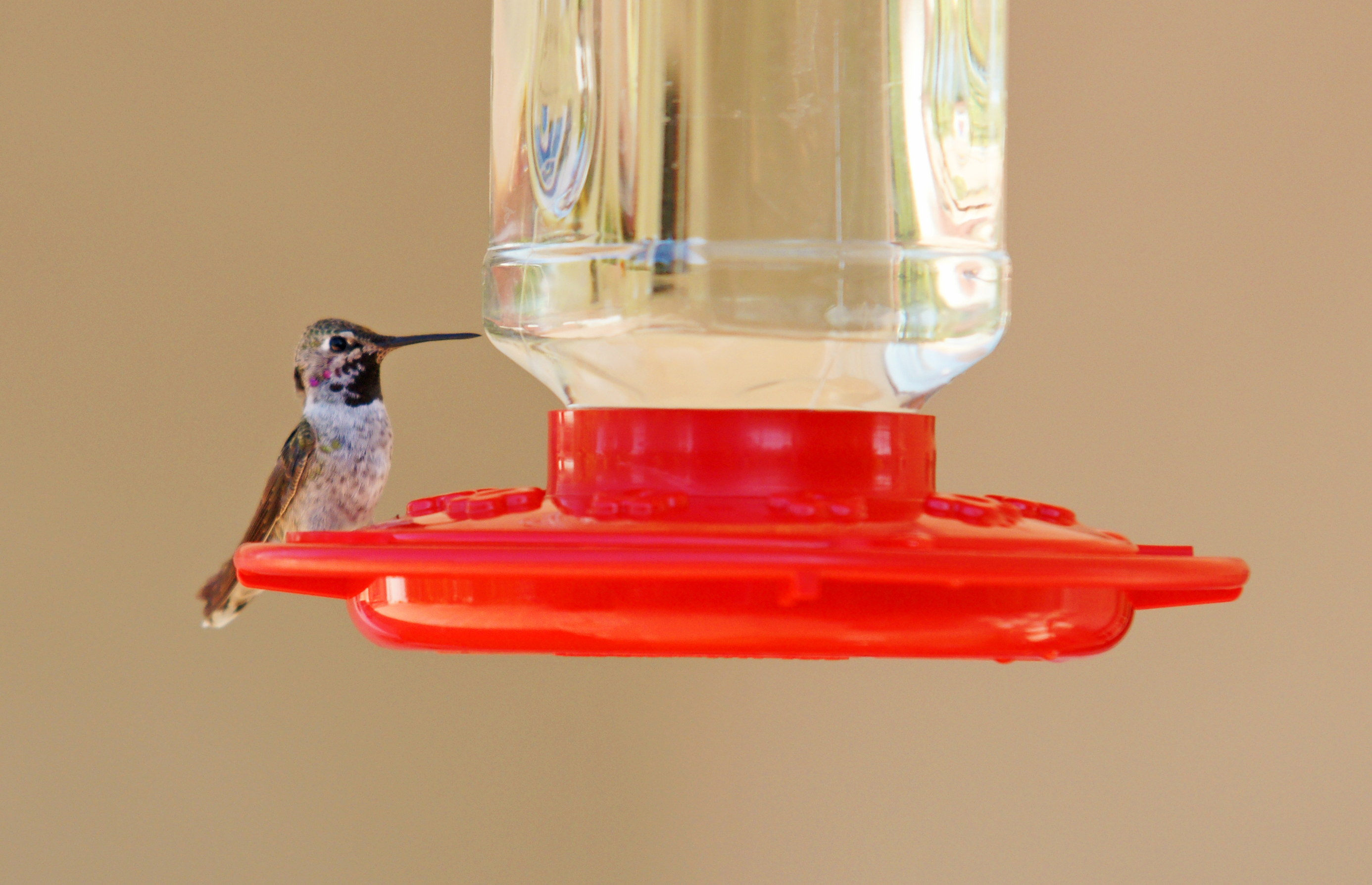 HummingbirdGallery12