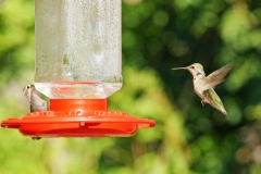 HummingbirdGallery01