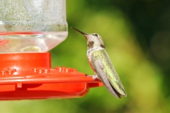 HummingbirdGallery03