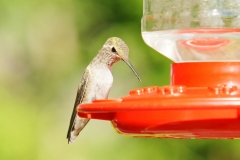 HummingbirdGallery05