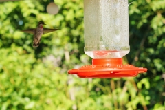 HummingbirdGallery07