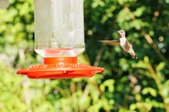 HummingbirdGallery09