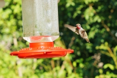 HummingbirdGallery10