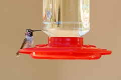 HummingbirdGallery12