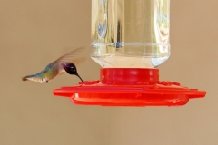 HummingbirdGallery13