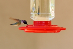HummingbirdGallery14