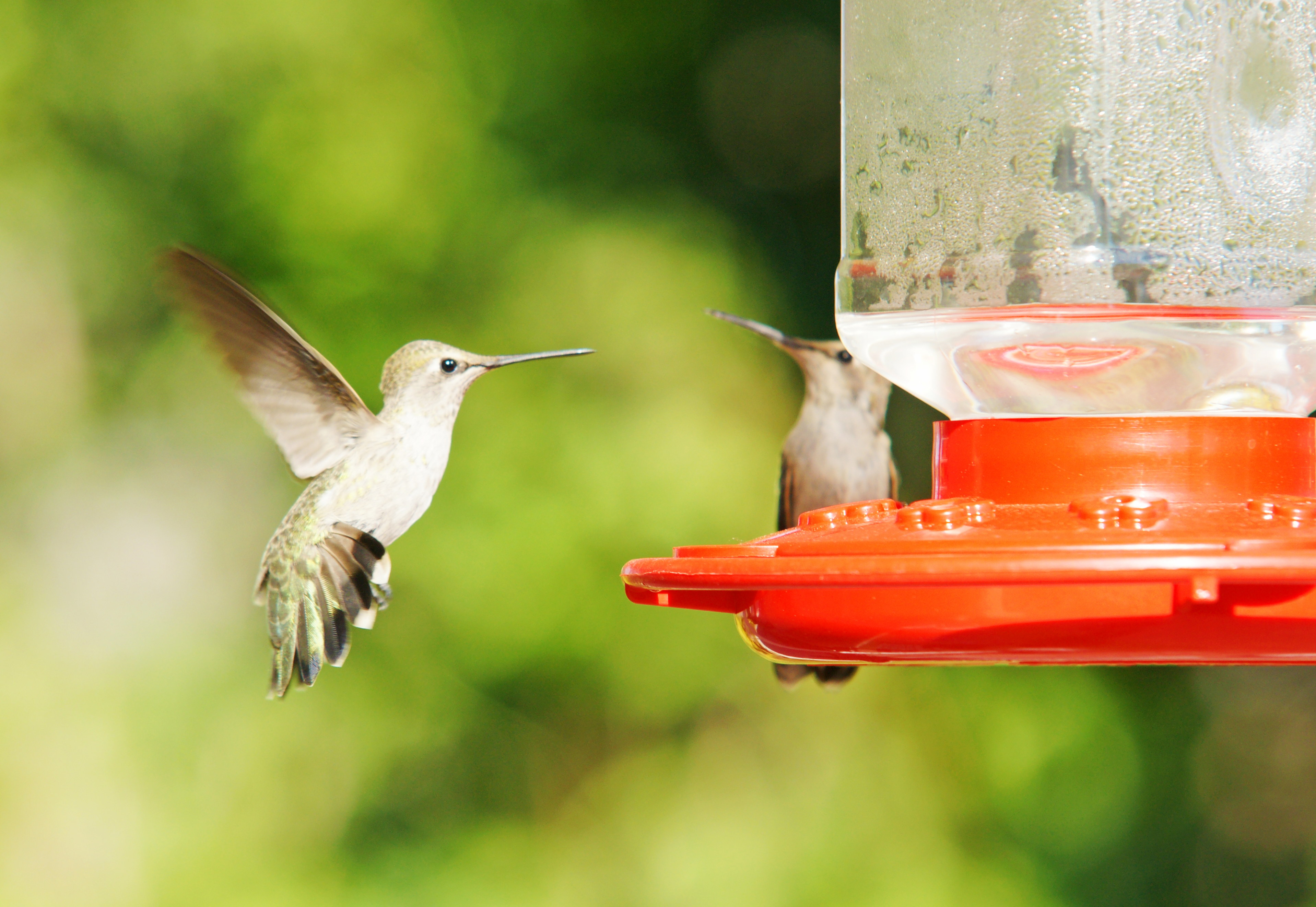 HummingbirdsGallery01
