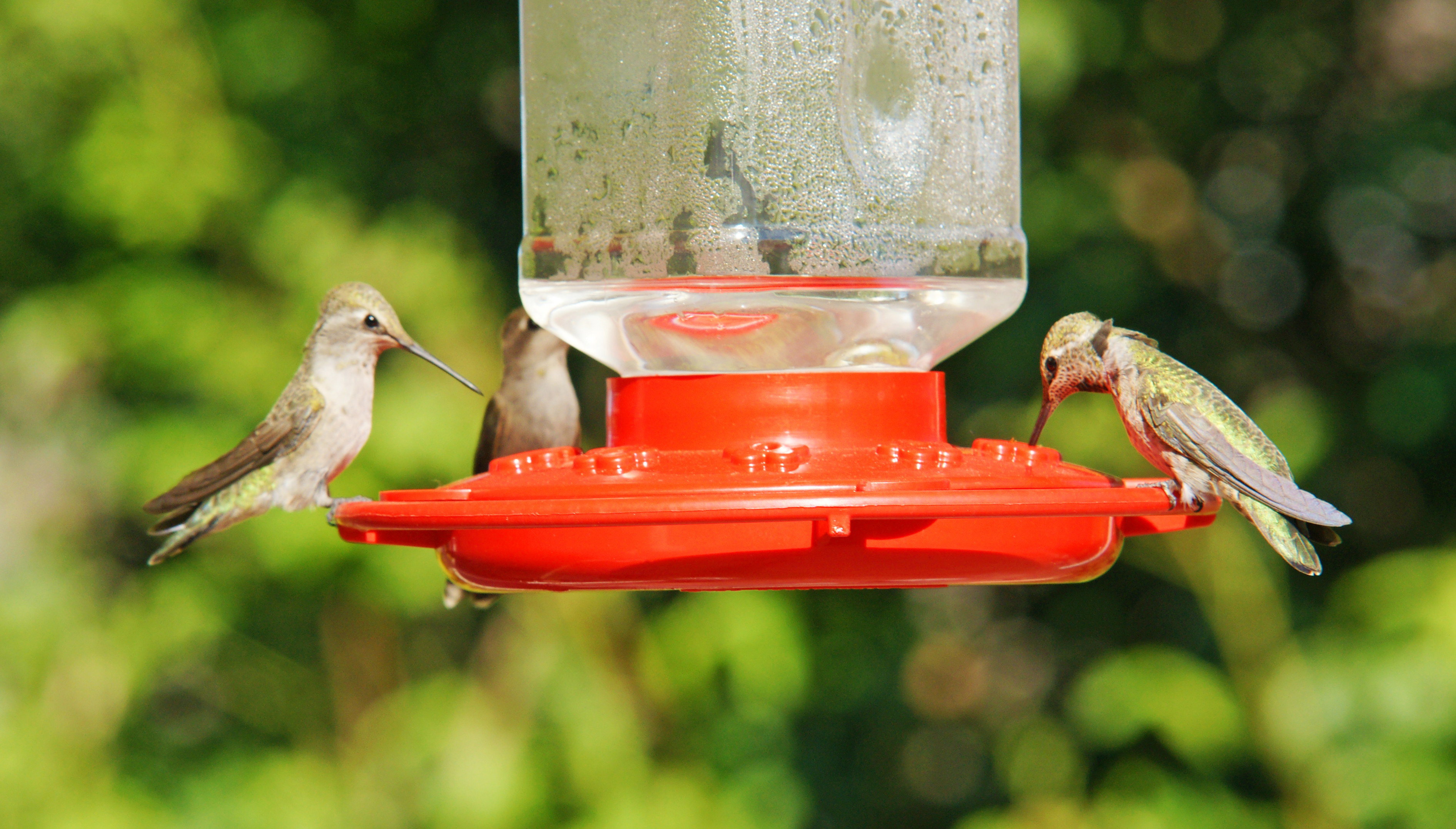 HummingbirdsGallery02