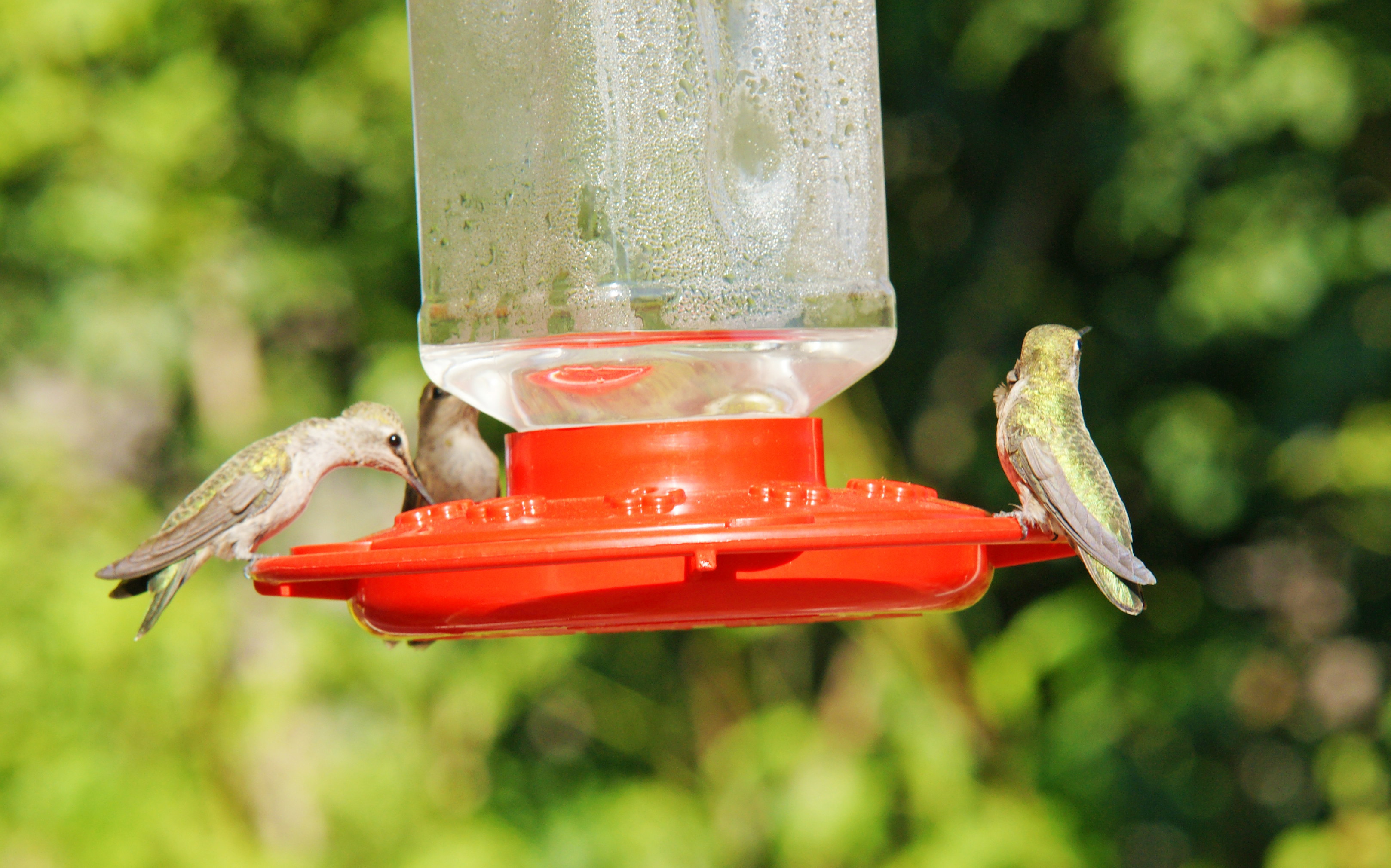HummingbirdsGallery03