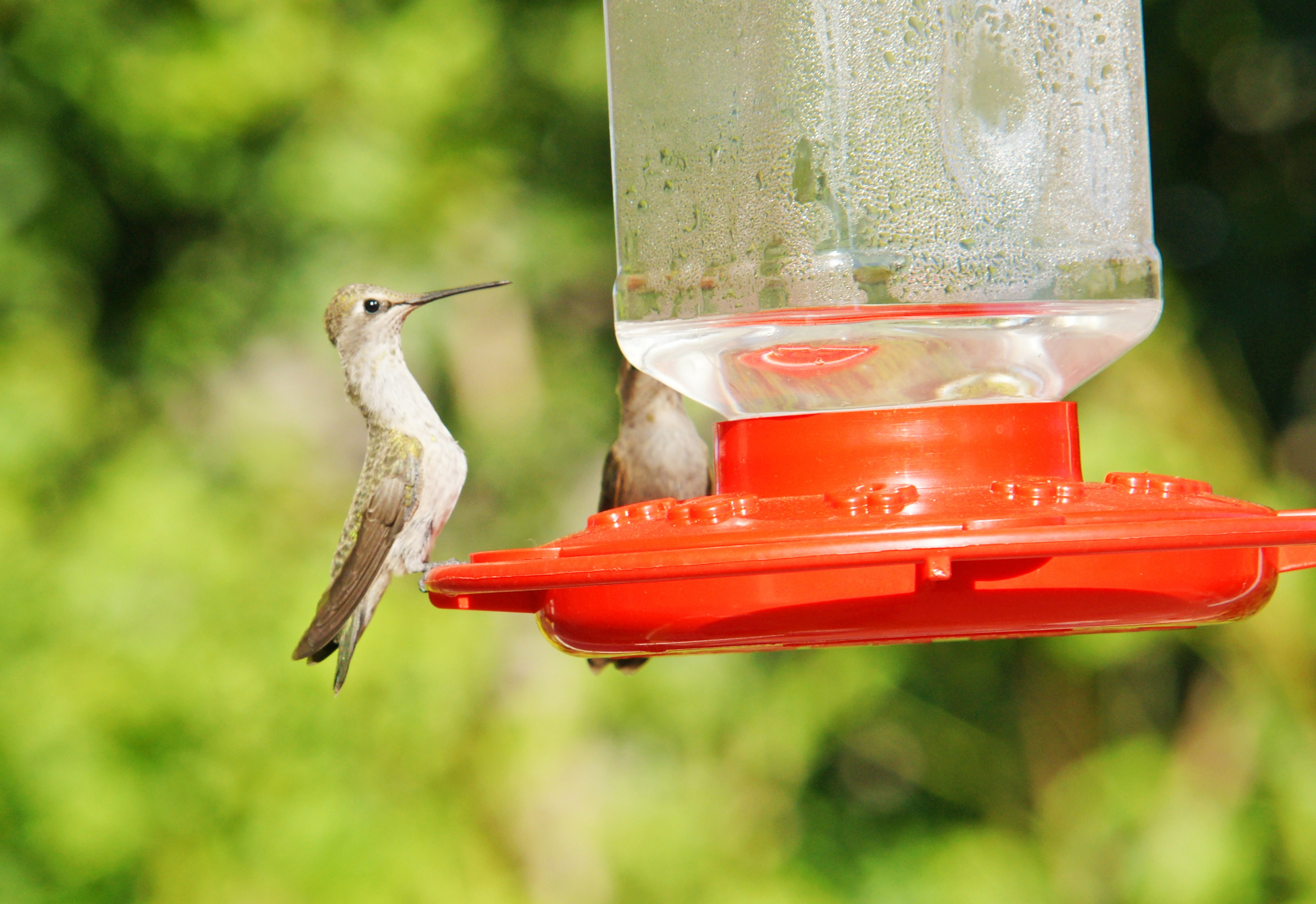 HummingbirdsGallery04