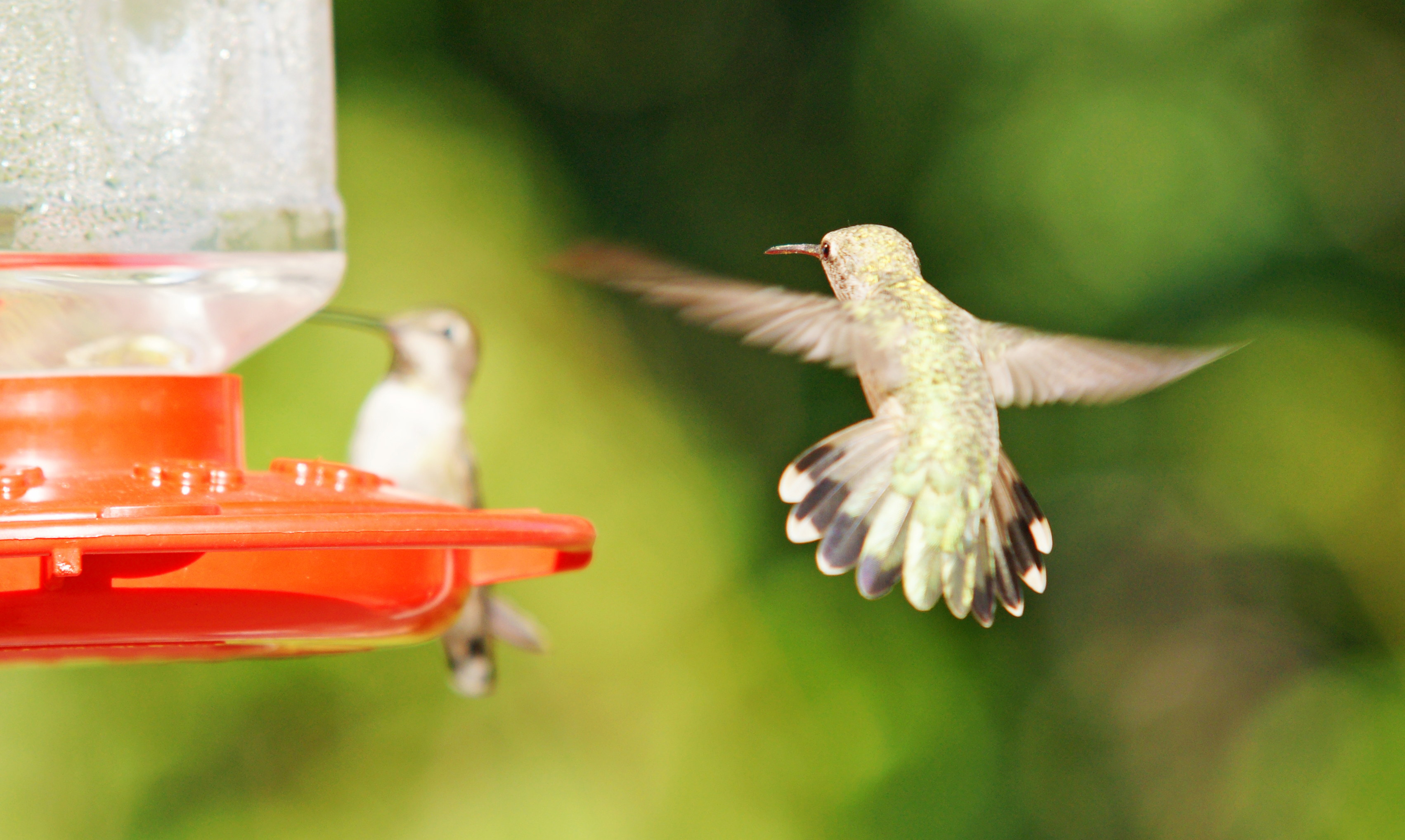 HummingbirdsGallery06