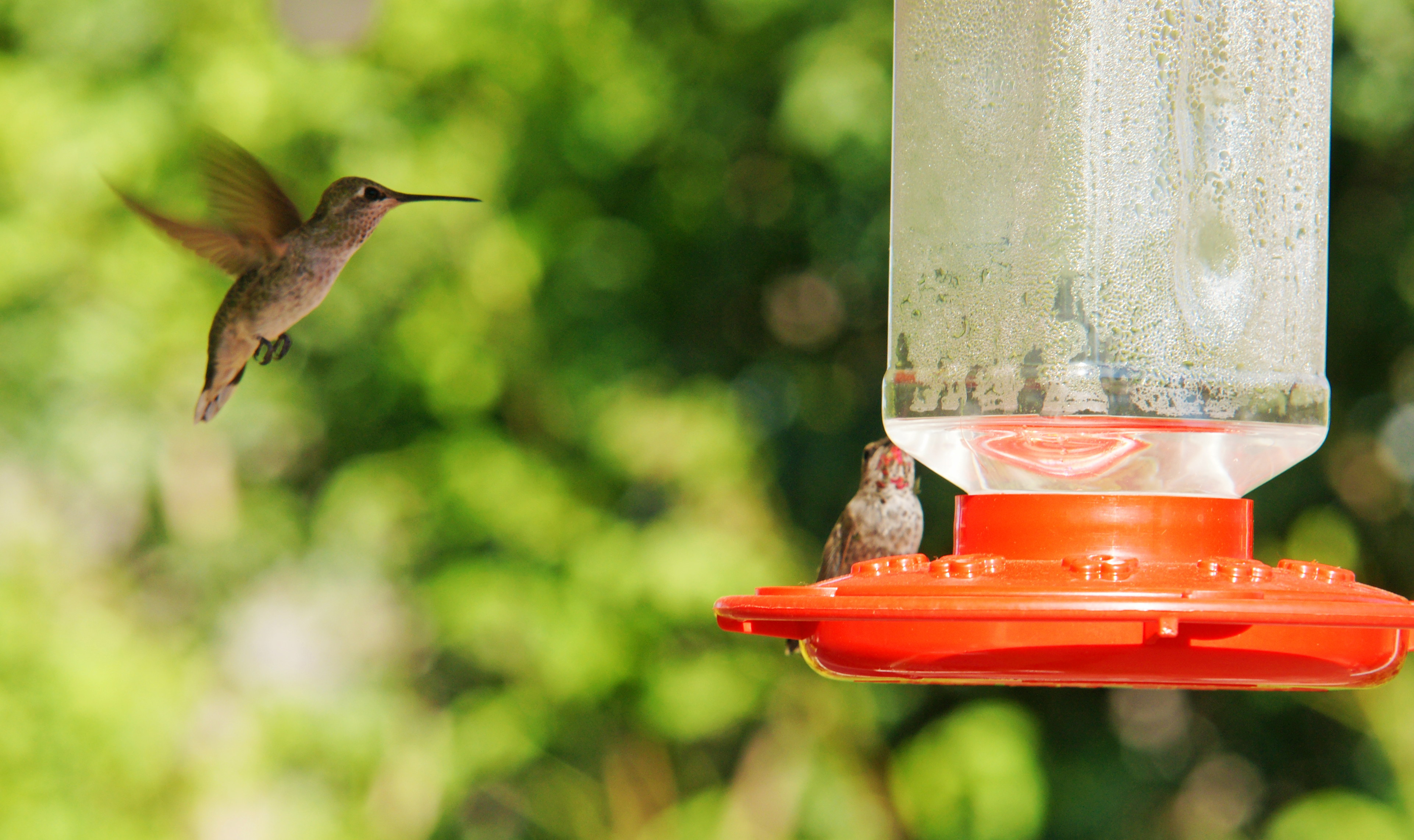HummingbirdsGallery09