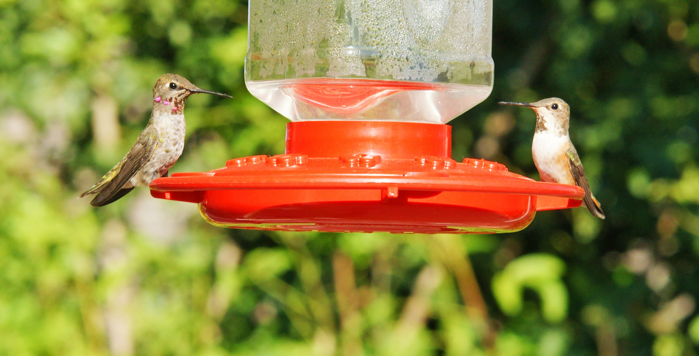 HummingbirdsGallery11