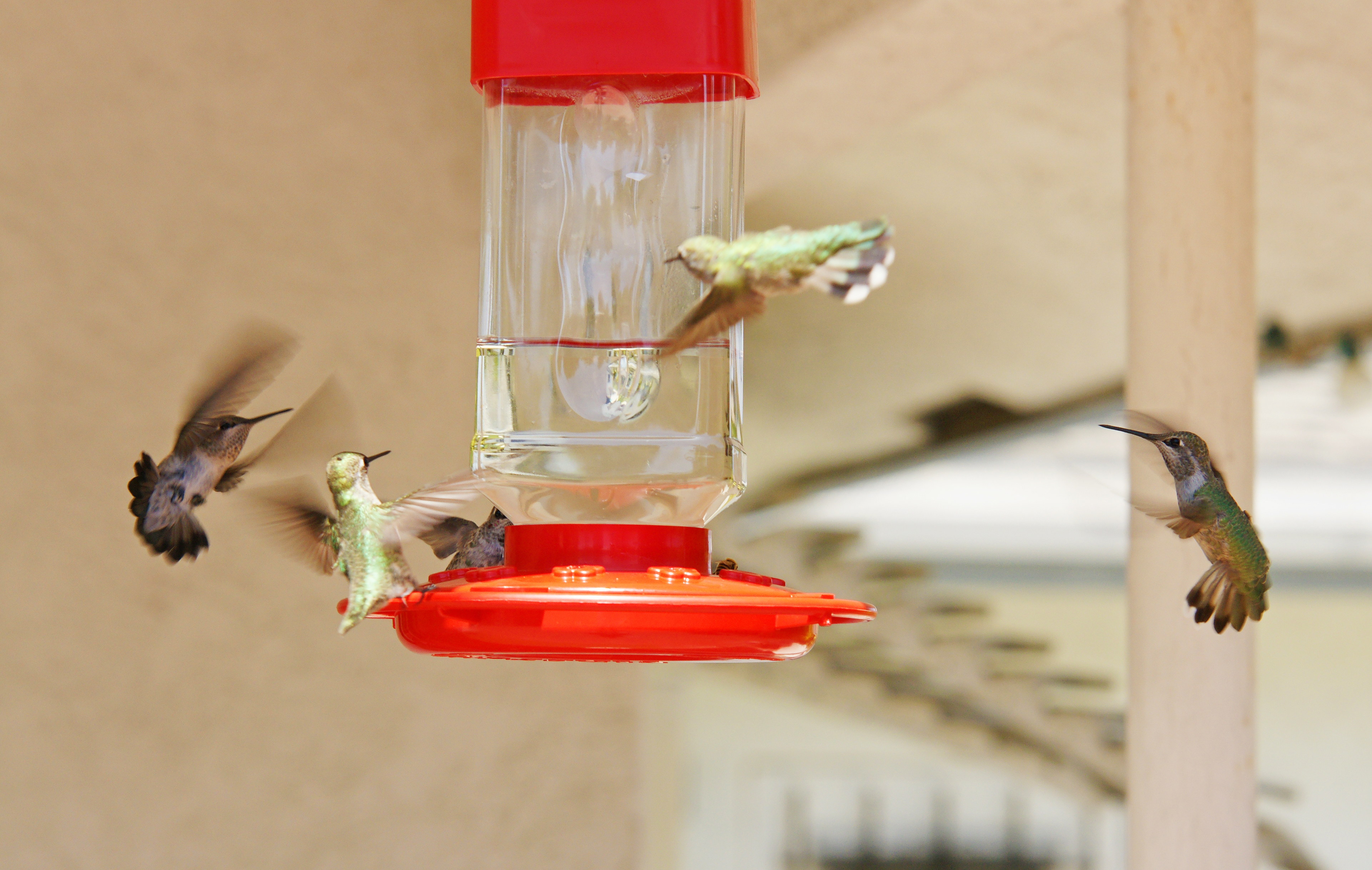 HummingbirdsGallery13