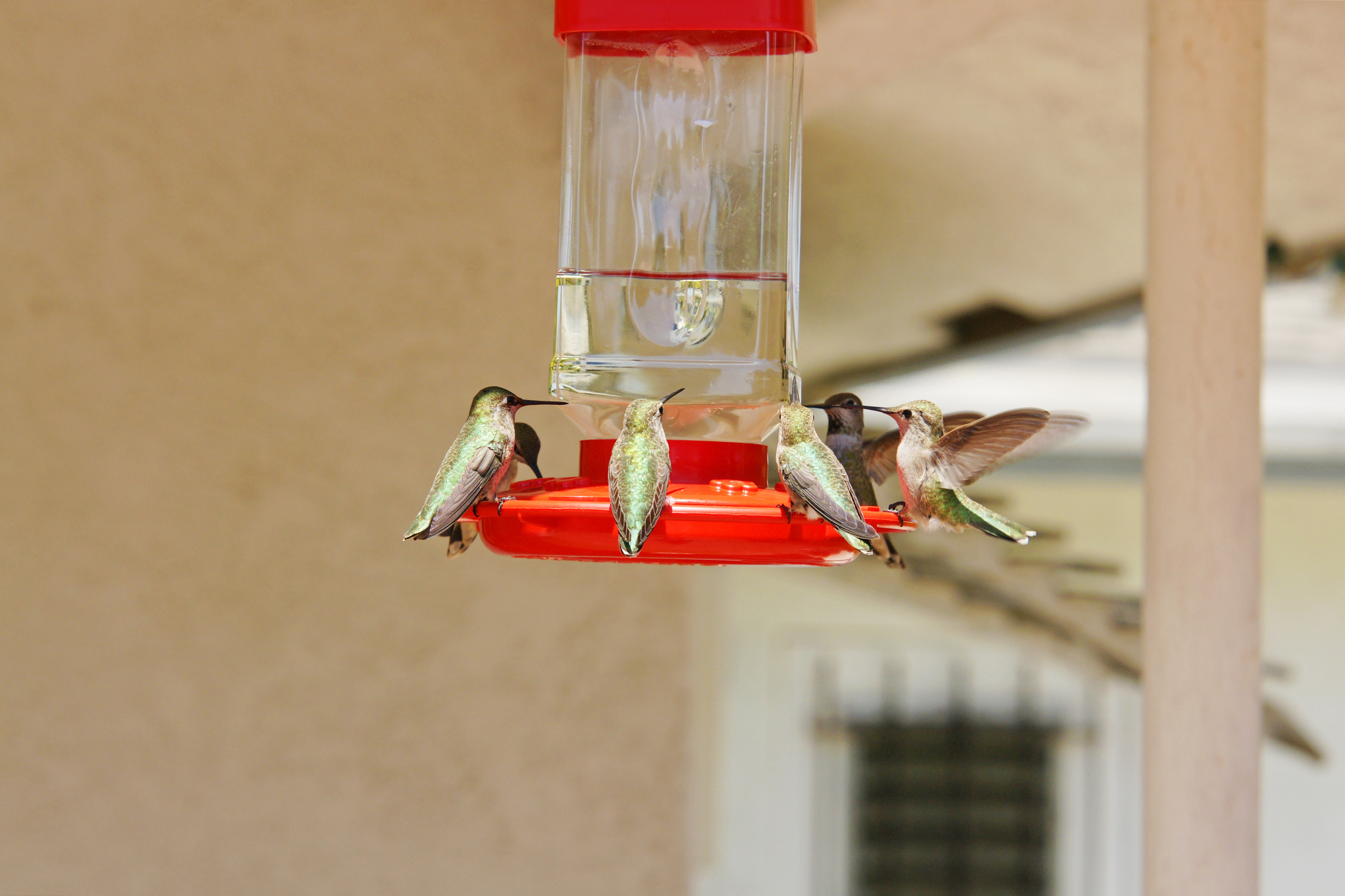 HummingbirdsGallery15