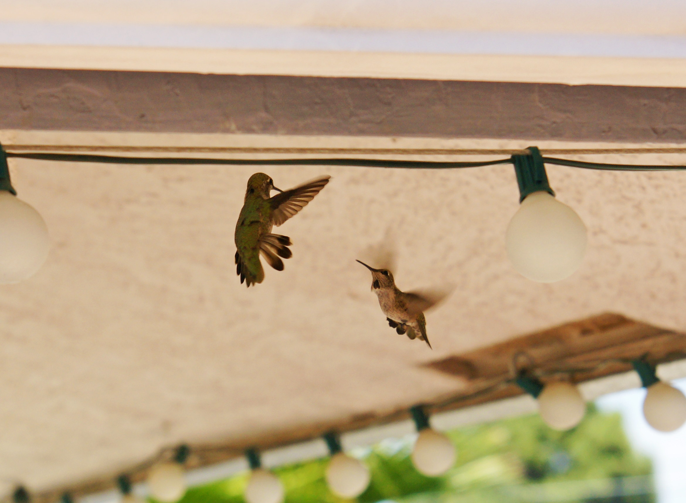 HummingbirdsGallery17