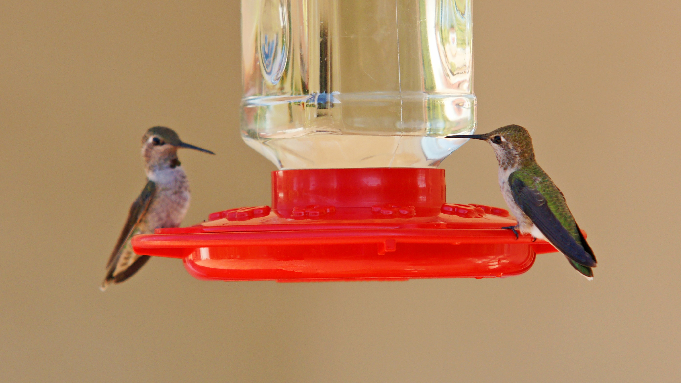 HummingbirdsGallery19