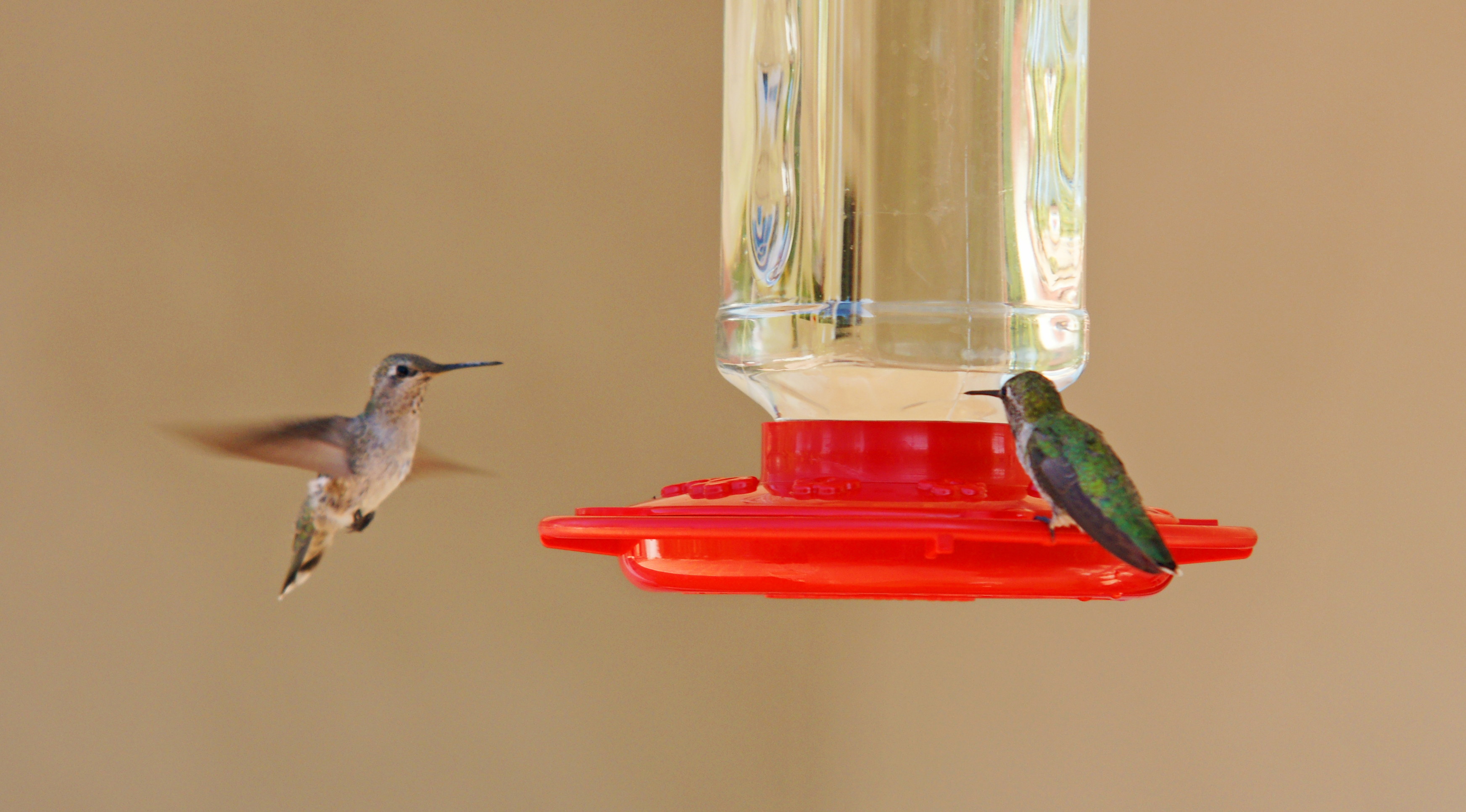 HummingbirdsGallery21